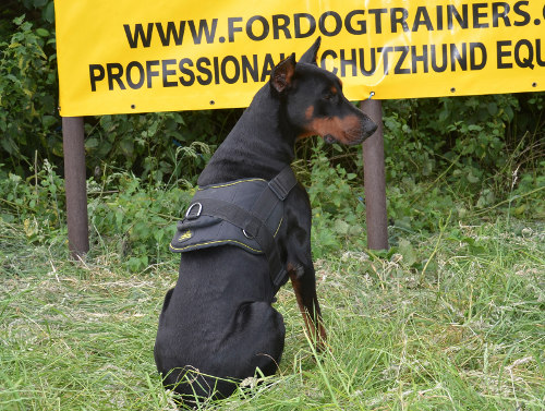 Doberman Dog Harness with Handle | Nylon Dog Harness Best UK
