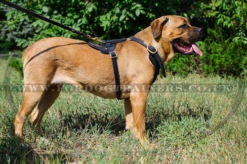 Padded Dog Harness for Cane Corso | Large Dog Harness UK