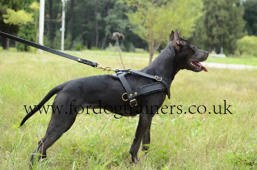 Pitbull Harness Perfect for Dog Sport, Tracking and Pulling!