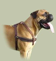 Bullmastiff Dog Harness for Tracking | Pulling Dog Harness