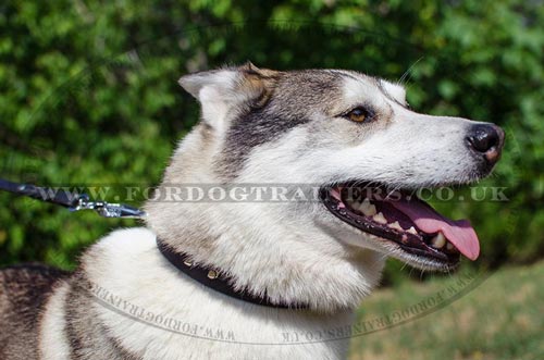 Quality Leather Dog Collar for Alaskan Husky Style and Comfort