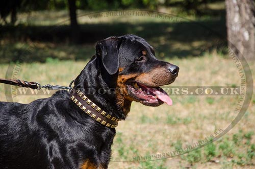 Leather Dog Collars for Large Dogs Style and Reliable Control