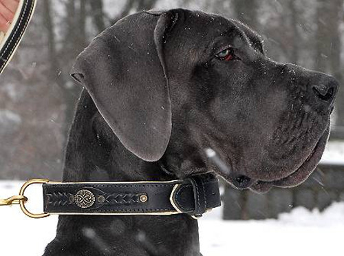 Royal leather dog collar for Great Dane