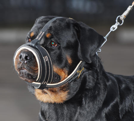 Best leather nappa dog muzzle in USA