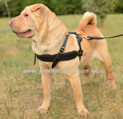 Shar Pei Harness for Dog Walking | Dog Harness for Sharpei Dogs