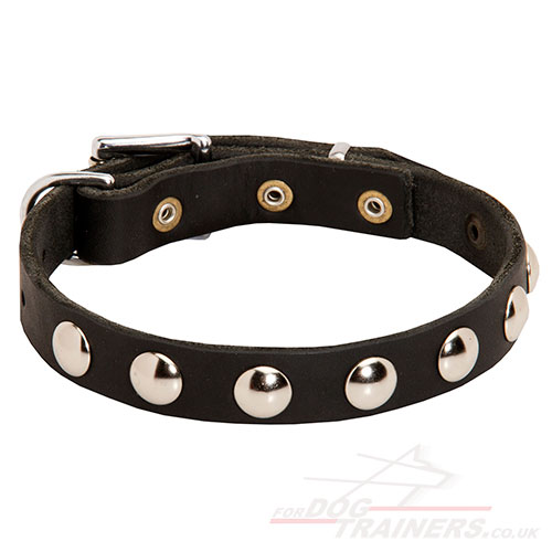 Dog Collar for Small and Large Dog 1" with Studs