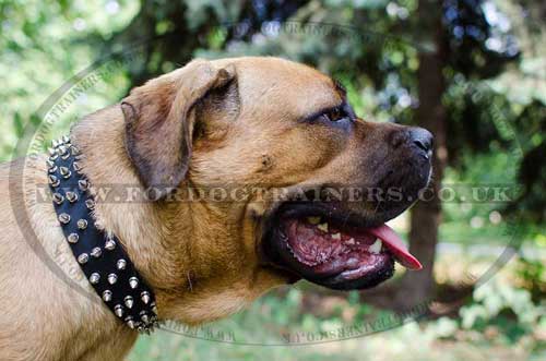 Spiked Dog Collars for Large Dogs like Cane Corso
