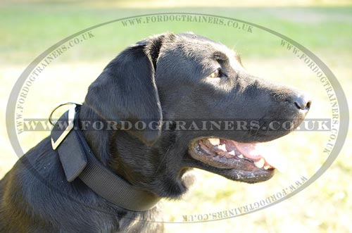 Nylon Dog Collar for Labrador | Strong Dog Collar for Daily Use