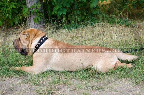 Original Design Nylon Dog Collar with Pyramids for Shar Pei Dogs