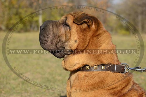 The Best Quality Leather Dog Collar with Brass Studs for Sharpei