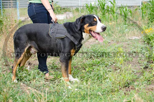 Perfect Dog Harness for The Great Swiss Mountain Dog!