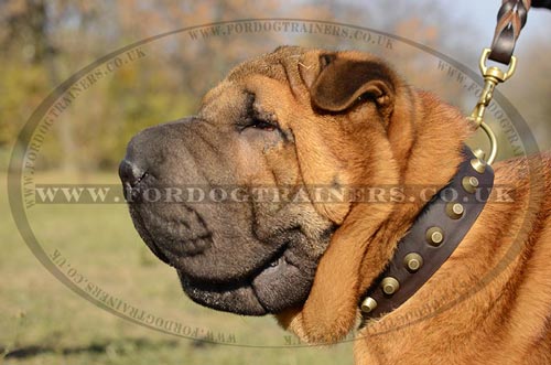 Wide Leather Collar with Brass Fitting for Shar Pei Dogs
