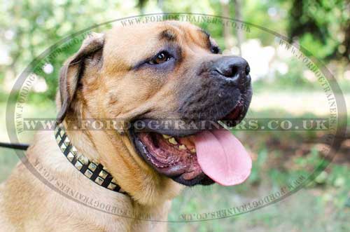 Wide Dog Collar for Mastiff | Cane Corso Collars for Sale