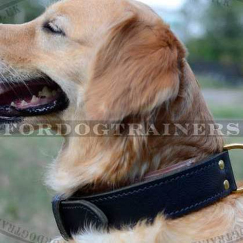 Wide Dog Collar 2-ply Leather for Golden Retriever - Best Price!