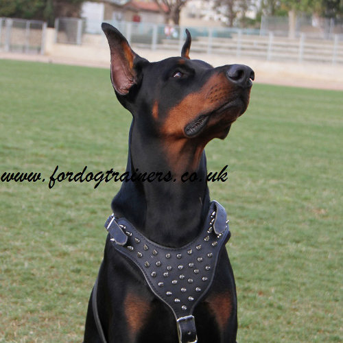 Amazing Spiked Dog Harness for Elegant Doberman Style! - Click Image to Close