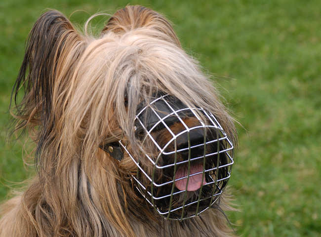 Briard Muzzle - Best Wire Dog Muzzle for Briard Bestseller UK