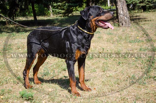 Rottweiler Collars for Strong Dogs
