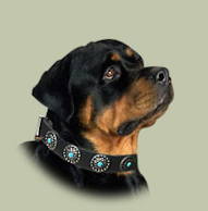 Fancy Leather Dog Collar with Blue Stones Fancy Leather Dog Collar with Blue Stones