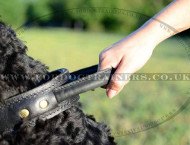 Training Dog Collar with Handle