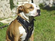 Amstaff Luxury Padded Leather Harness Amstaff Luxury Padded Leather Harness