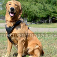 golden retriever harness golden retriever padded leather harness h8 1052 leather harness 163 48 90 golden retriever harness golden retriever padded leather harness h8 1052 leather harness 163 48 90