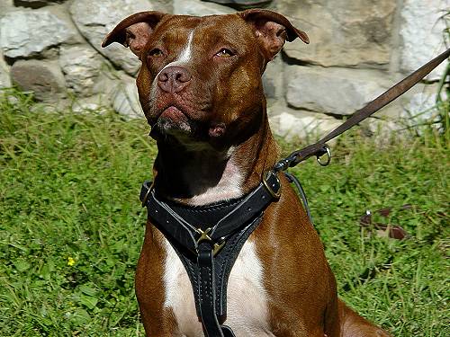 Walking perfect dog harness for Amstaff