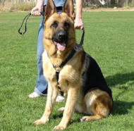 German Shepherd Luxury harness for dog uk H7