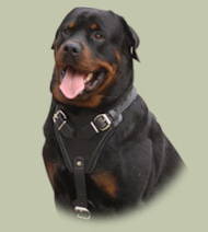 Protection/Attack Leather Dog Harness H1 for Rottwiler Protection/Attack Leather Dog Harness H1 for Rottwiler