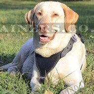 Neues gepolstertes Hundegeschirr aus Leder fuer Labrador Neues gepolstertes Hundegeschirr aus Leder fuer Labrador