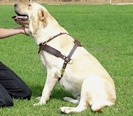 Labrador Tracking /Pulling/Walking Leather Harness for dog Labrador Tracking /Pulling/Walking Leather Harness for dog