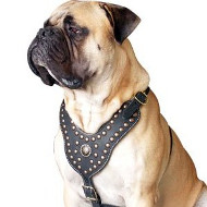 Bullmastiff Exklusives Königliches Leder Hundegeschirr Bullmastiff Exklusives Königliches Leder Hundegeschirr