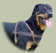 Rottweiler Tracking / Walking Leather Dog Harness, Bestseller! Rottweiler Tracking / Walking Leather Dog Harness, Bestseller!