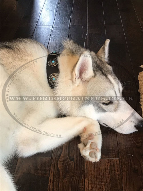 Studded Dog Collar for Husky