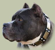 Pitbull Gorgeous Leather Collar with Brass plates and pyramids
