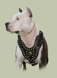Royal Dog Studded Leather Harness for Pitbull UK