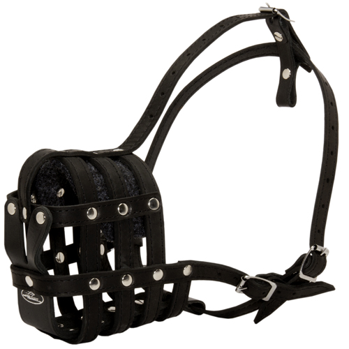 golden retriever puppy walking distance golden retriever muzzle muzzle for golden retriever daily use golden retriever puppy walking distance golden retriever muzzle muzzle for golden retriever daily use