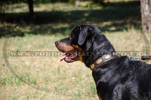 Leather Collars for Large Dogs