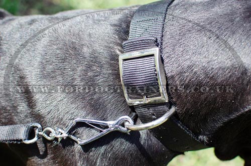 Metal Buckle Dog Collar for Great Dane