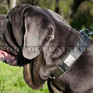 Neapolitan Mastiff Dog Collar | Fashionable Dog Collar UK