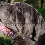 Neapolitan Mastiff Dog Leather Collar with Studded Design