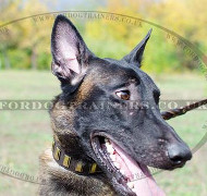 New Dog Collar for Belgian Malinois - Brass Plated Design