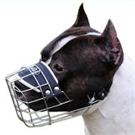 Wire Basket Dog Muzzle for Amstaff, that Allows Drinking
