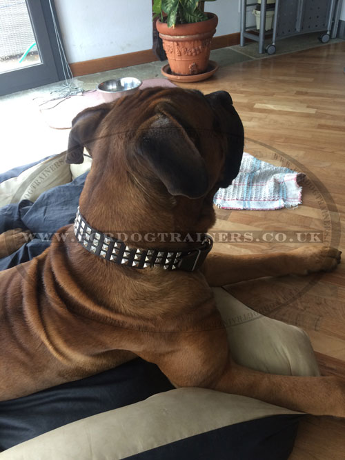Stylish Dog Collar Studded Design