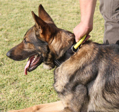 nylon dog collar for large dog breeds