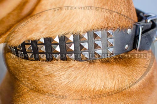 Leather Dog Collar for Dogue De Bordeaux Mastiff