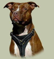 Comfortable Staffy Dog Harness for Walking and Tracking