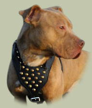 Pitbull Studded Walking Dog Leather Harness UK