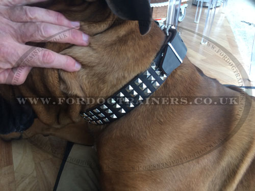 Fashion Dog Collar