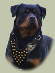 Rottweiler Studded Walking Dog Leather Harness Rottweiler Studded Walking Dog Leather Harness