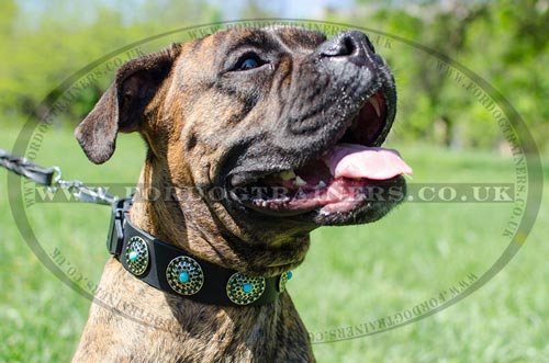 Royal Dog Collar for Boxer Dog Walking